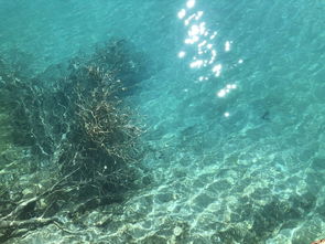 老驥伏櫪,蘋果8p直出