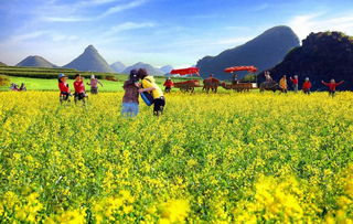 去哪兒 天津的油菜花已上線,長得好看的人都去看了...